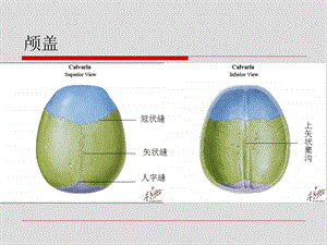 局部解剖学颅整体观文档资料.ppt