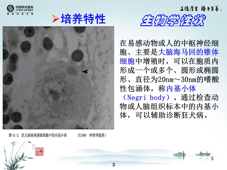 最新：卫校讲稿第15次课狂犬病毒文档资料.ppt_第3页