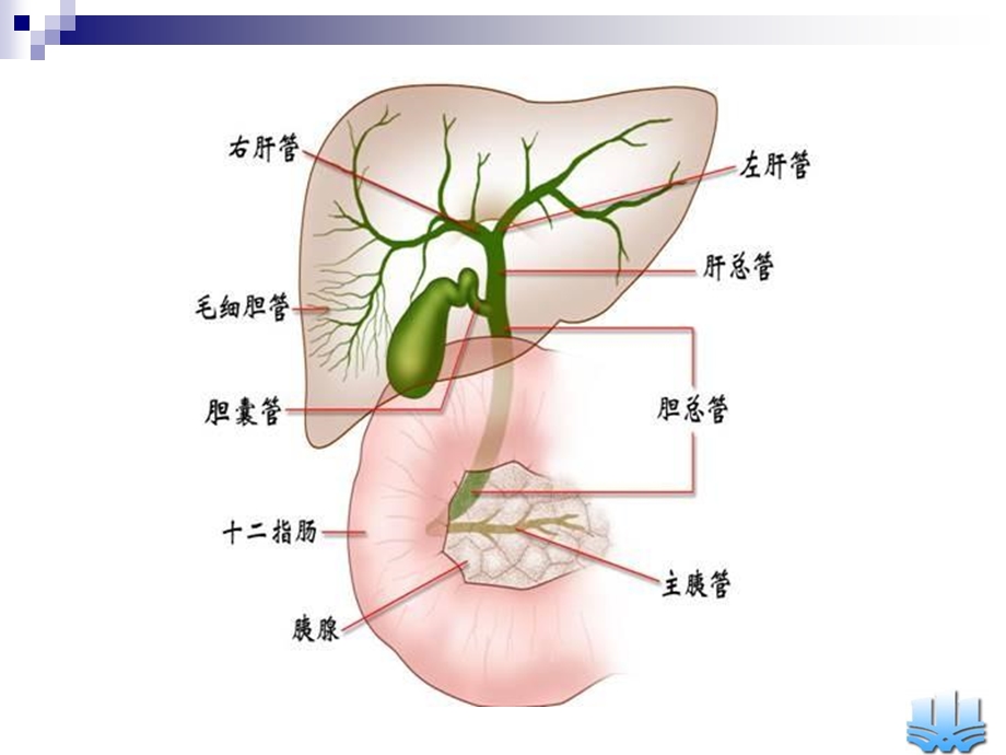 胆道疾病张翀教学文档资料.ppt_第3页