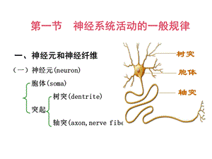 神经系统生理文档资料.ppt