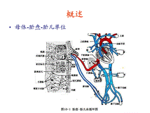 妊娠期及生儿合理用药原则课件文档资料.ppt