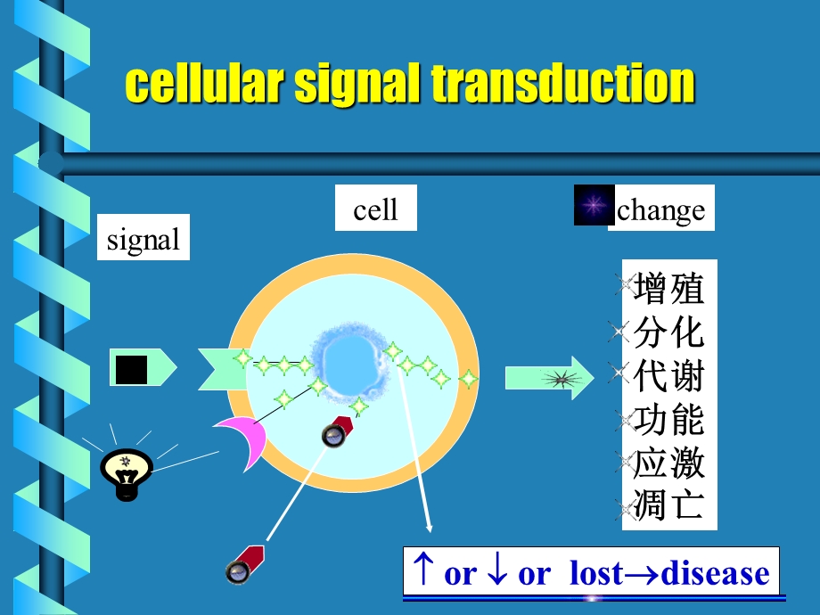 最新第八章细胞信号转导PPT文档.ppt_第3页