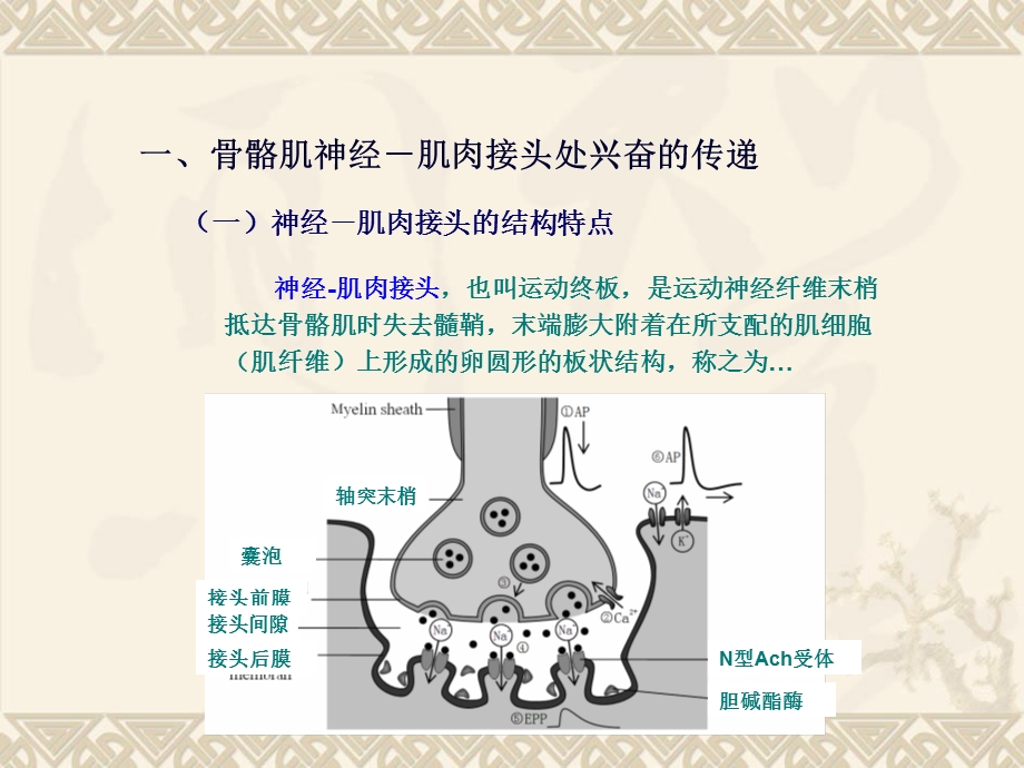 最新动物生理学第四节肌细胞的功能修改PPT文档.ppt_第1页