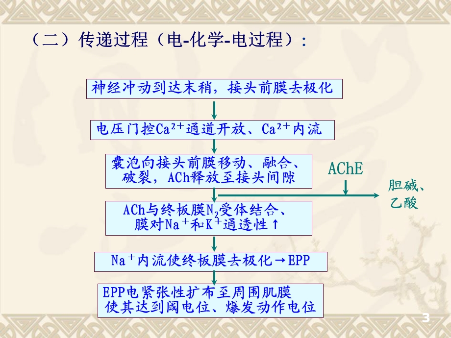 最新动物生理学第四节肌细胞的功能修改PPT文档.ppt_第2页