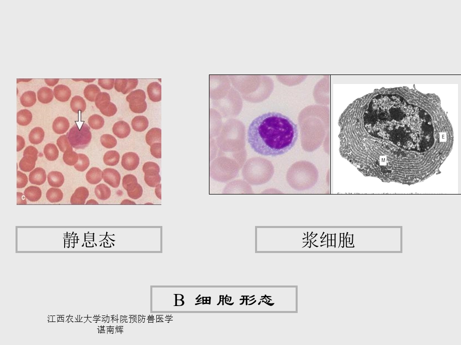 B淋巴细胞与特异性体液免疫文档资料.ppt_第2页