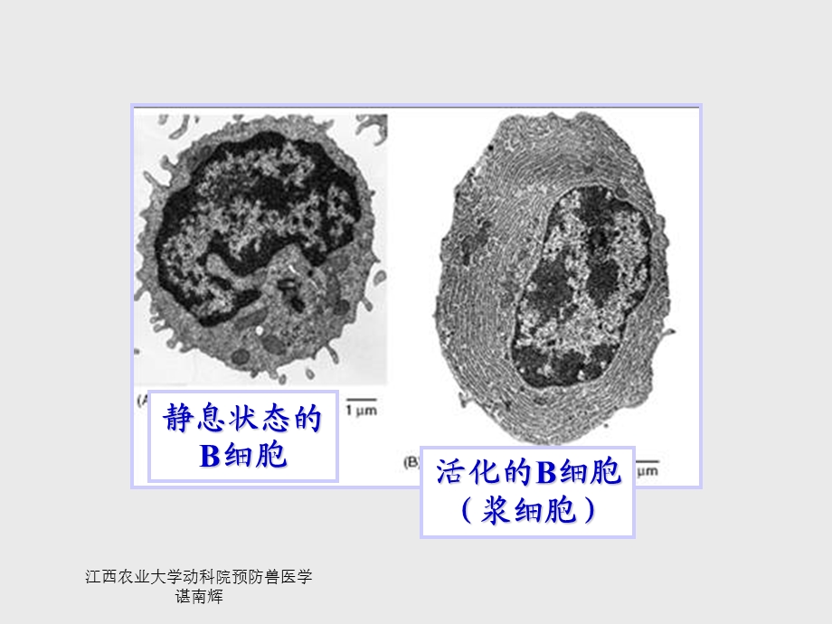 B淋巴细胞与特异性体液免疫文档资料.ppt_第3页