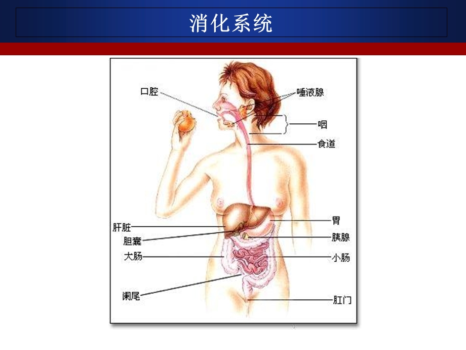 小儿腹泻护理PPT文档.ppt_第1页