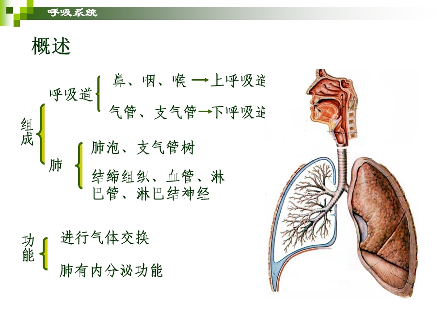 学前儿童卫生保健呼吸系统PPT课件.ppt_第1页