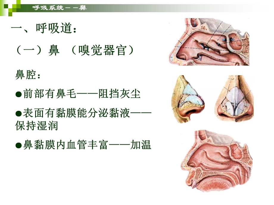 学前儿童卫生保健呼吸系统PPT课件.ppt_第2页