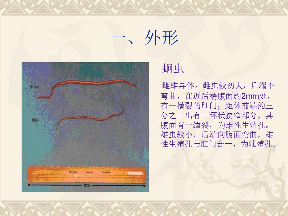 “无脊椎动物的比较解剖”成果展示PPT文档资料.ppt_第2页