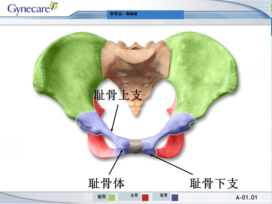 女性盆底解剖PPT文档.ppt_第3页