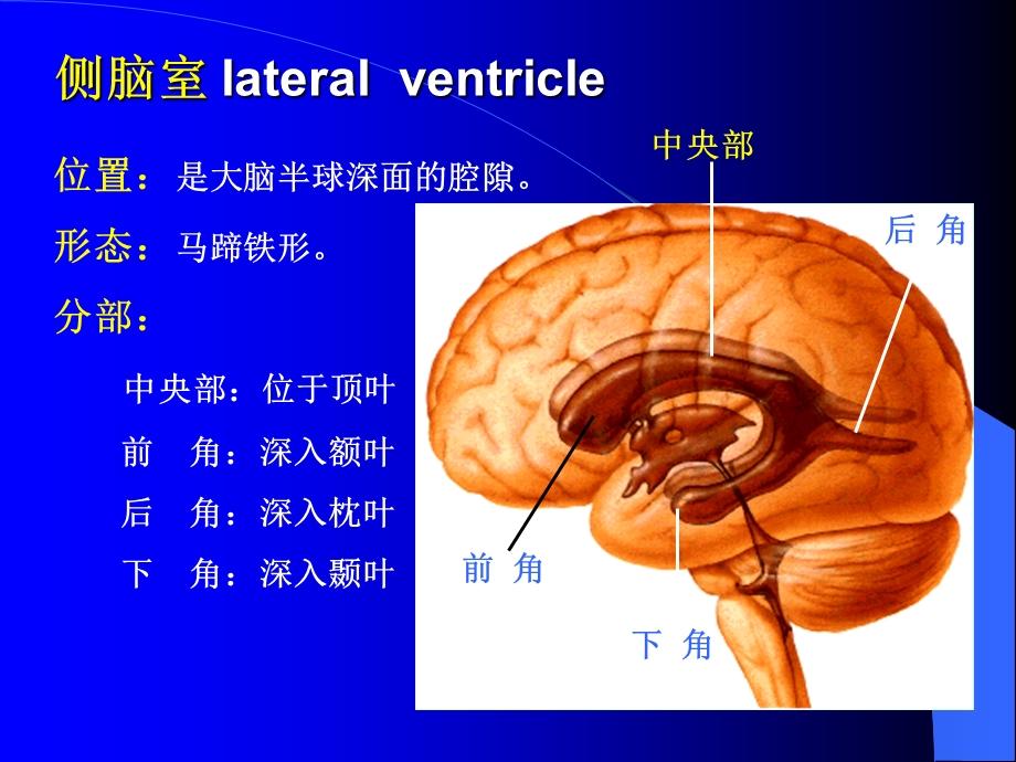 最新：脑池的断面解剖图文档资料.ppt_第2页