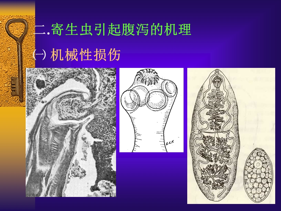 寄生虫感染和腹泻PPT文档.ppt_第3页