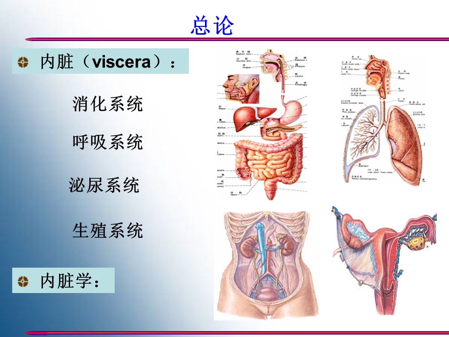 最新内脏总论、口、咽、食管、胃PPT文档.ppt_第1页