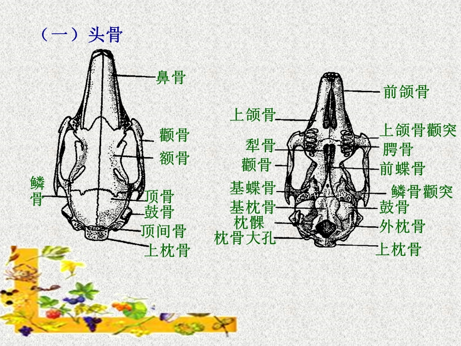 实验十一家兔的骨骼PPT课件.ppt_第2页