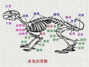 实验十一家兔的骨骼PPT课件.ppt