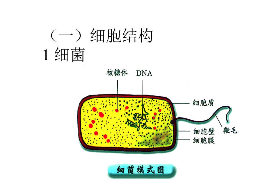 第2章细胞工程文档资料.ppt_第3页