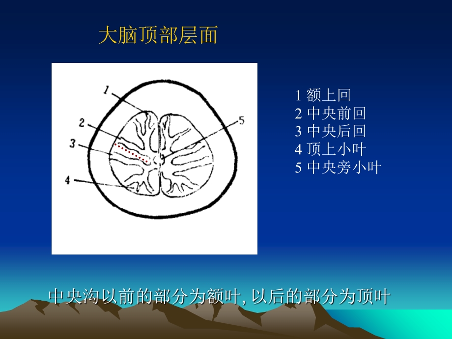 大脑脑回脑叶CT及MR定位文档资料.ppt_第1页