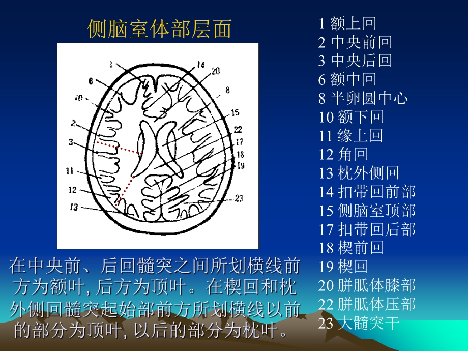 大脑脑回脑叶CT及MR定位文档资料.ppt_第3页