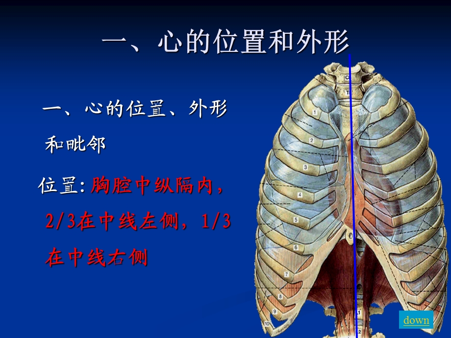 人体解剖生理学第四章心PPT文档.ppt_第2页