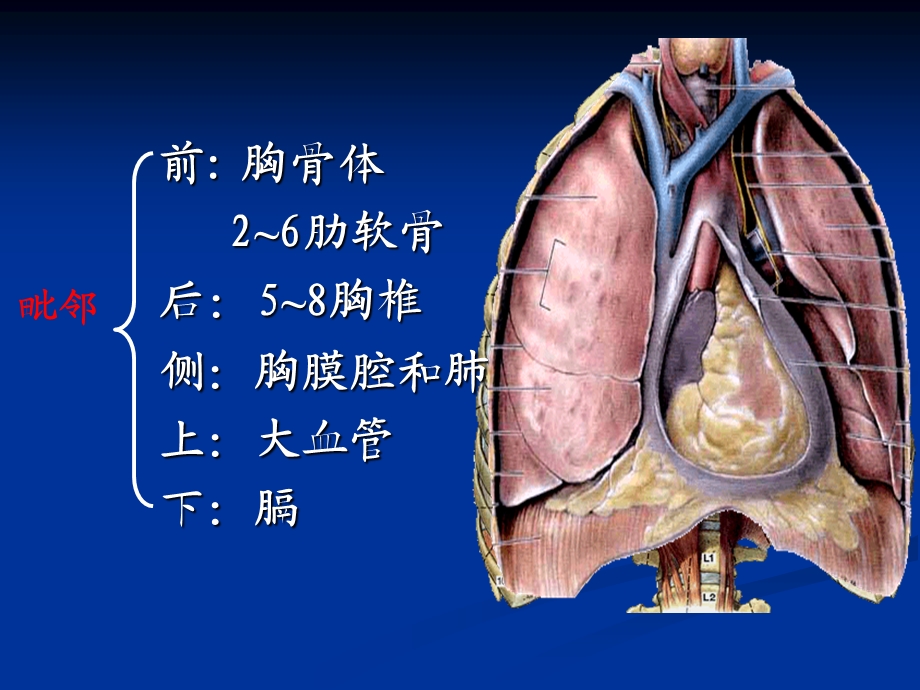 人体解剖生理学第四章心PPT文档.ppt_第3页