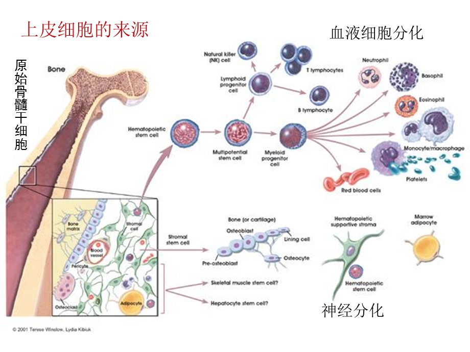 基础细胞学1文档资料.ppt_第1页