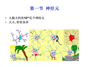 最新神经元和神经胶质细胞2PPT文档.ppt