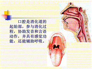 最新：第一节 口腔局部解剖文档资料.ppt