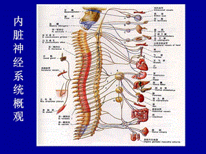 内脏神经系统PPT文档资料.ppt