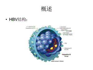 最新：乙型肝炎受者肾移植免疫抑制方案文档资料.ppt