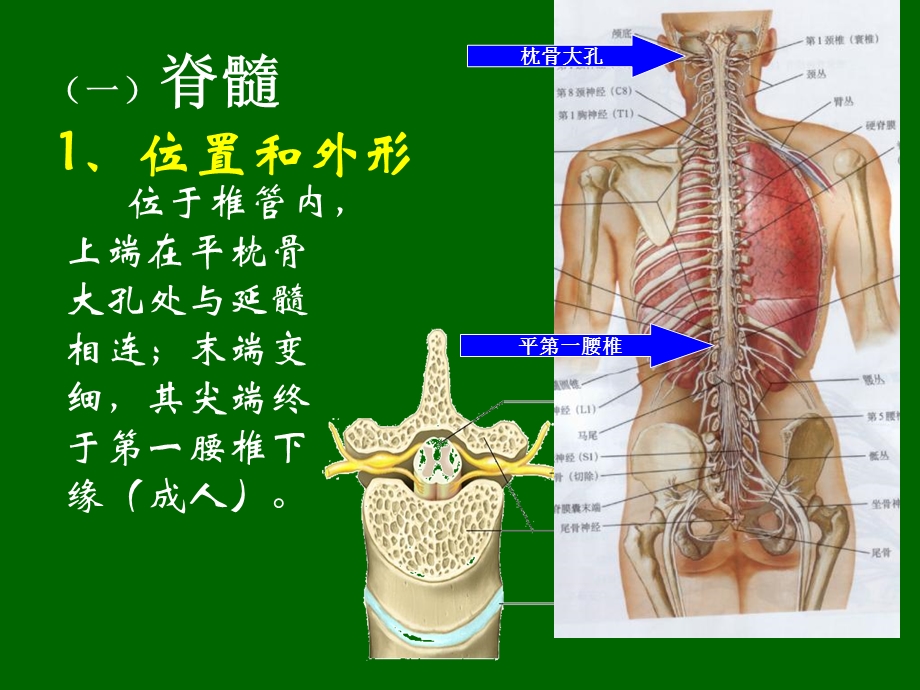 509神经系统2脊髓PPT文档.ppt_第1页