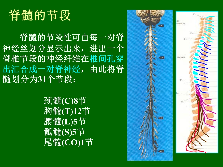 509神经系统2脊髓PPT文档.ppt_第2页