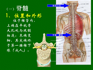 509神经系统2脊髓PPT文档.ppt