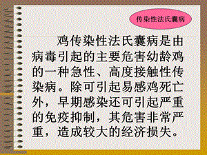 最新：禽病学禽病临床诊断彩色图谱07鸡传染性法氏囊病西南民族大学文档资料.ppt