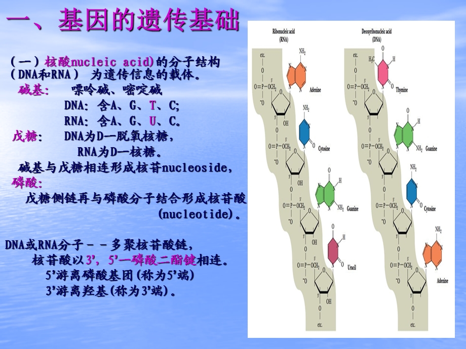 基因yu疾病11文档资料.ppt_第3页