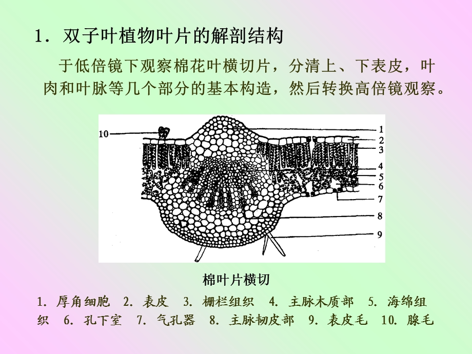 实验六叶的解剖结构文档资料.ppt_第3页