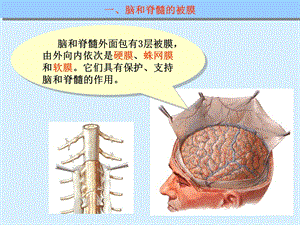 最新脑和脊髓的被膜、血管及脑脊液循环PPT文档.ppt