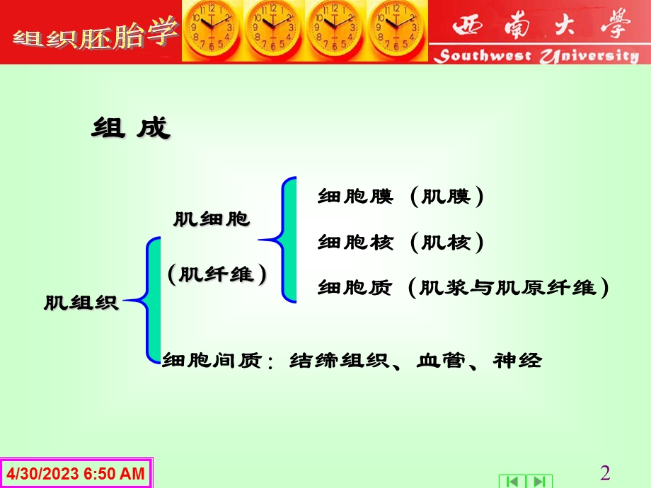 4第一章第三节肌肉组织1学时PPT文档.ppt_第2页