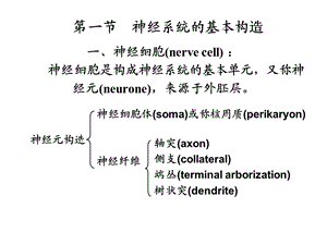 昆虫的神经系统1文档资料.ppt