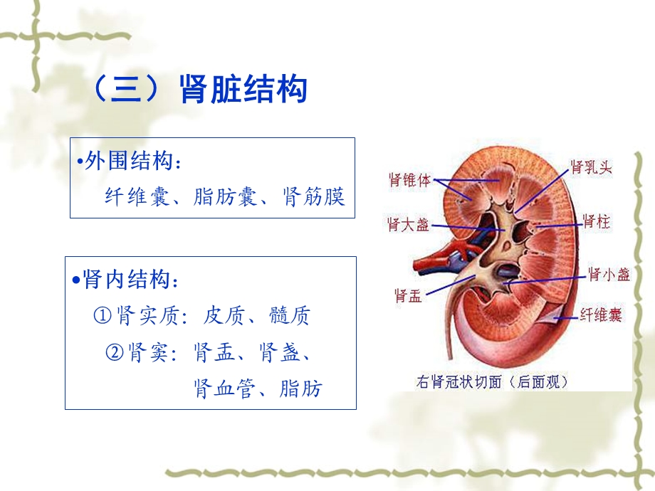 最新：正常肾脏的超声诊断文档资料.ppt_第3页