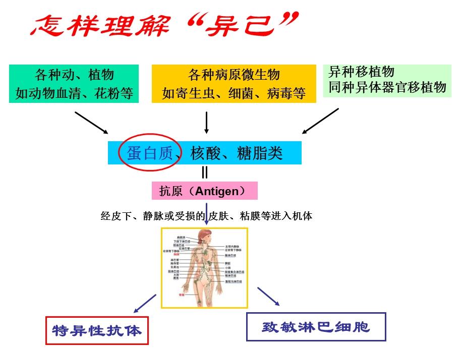 apc抗原提呈细胞及抗原提呈PPT文档资料.ppt_第1页