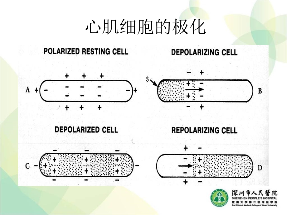 最新小儿心电图PPT文档.ppt_第3页