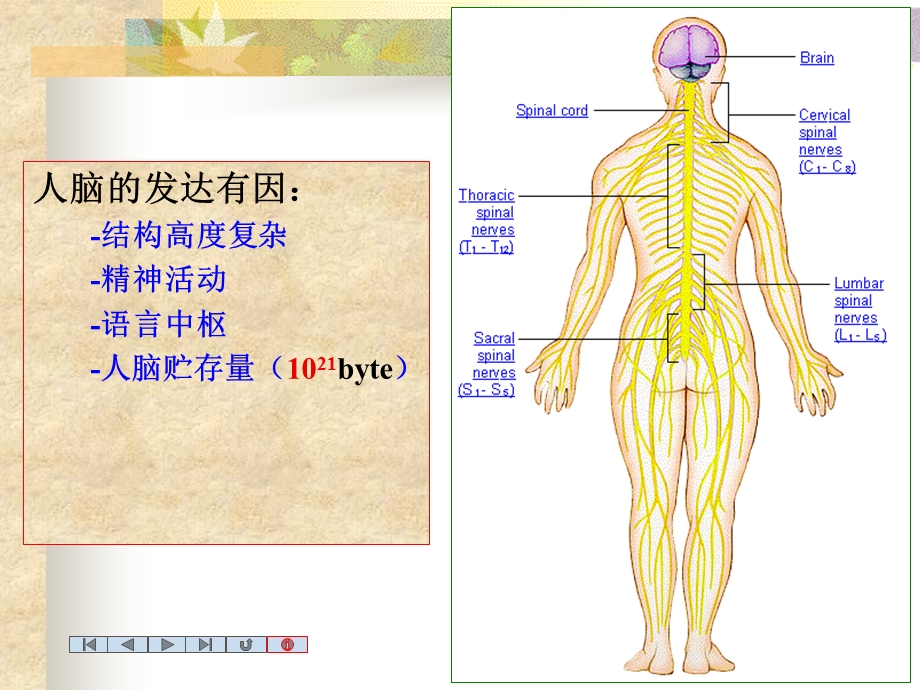 中枢神经系统nervoussystem精选文档.ppt_第3页