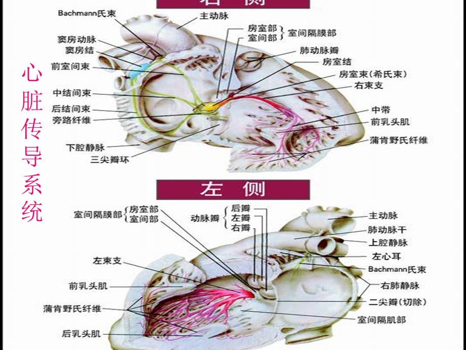 心律失常文档资料.ppt_第2页