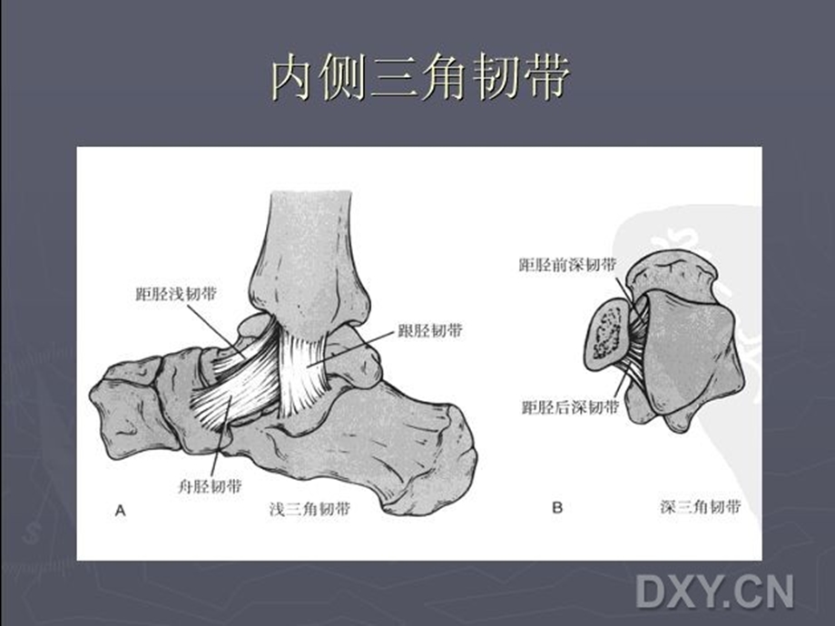 最新踝关节骨折脱位laugehansen分型及ao分型ppt课件PPT文档.ppt_第3页