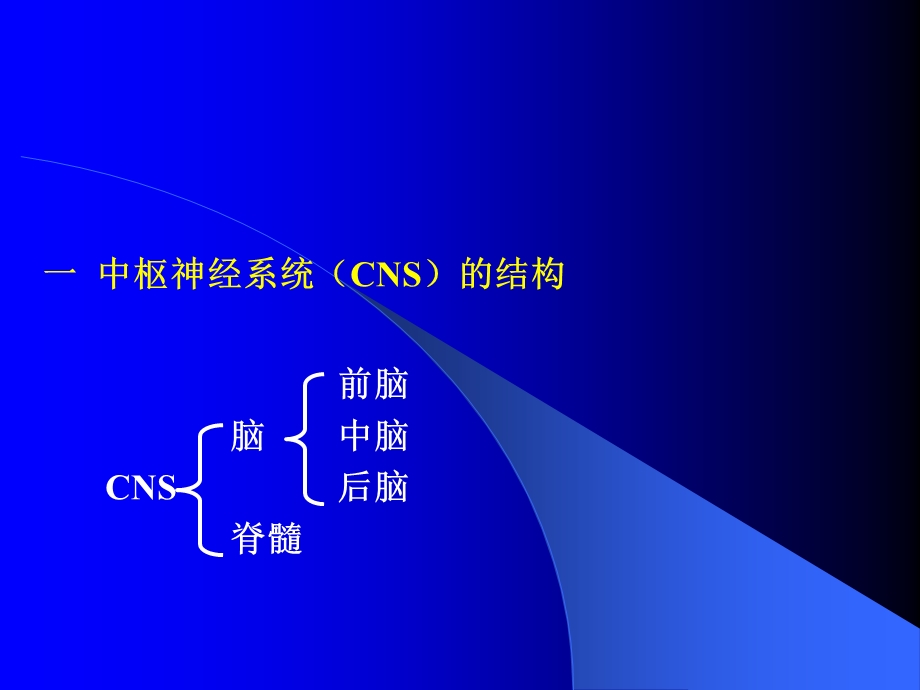 第09章神经系统文档资料.ppt_第3页