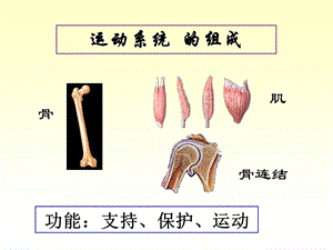 最新：人体解剖学运动系统骨与骨连接PPT课件文档资料.ppt