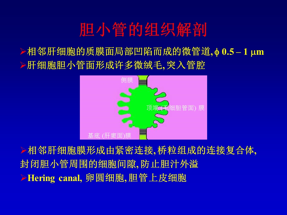 最新肝内胆汁淤积武汉PPT文档.ppt_第3页