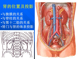 最新局部解剖学腹膜后间隙与盆部(一教班中文版)PPT文档.ppt