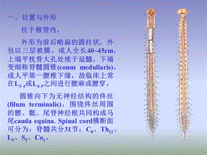 B朱家祥脊髓PPT课件.ppt